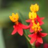 Scarlet Milkweed (Asclepias curassavica)