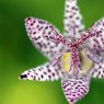 Tricyrtis hirta (Toad lily) flower