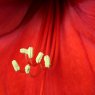Hippeastrum (Amaryllis) flower macro