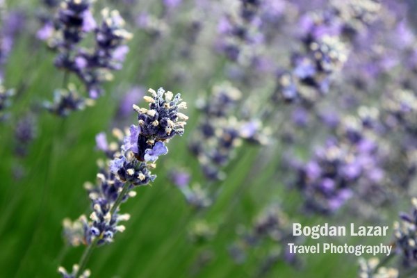 Lavender (Lavandula x intermedia)