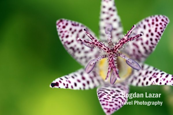 Close-up on a toad lily (Tricyrtis hirta)