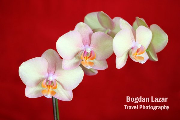 A Phalaenopsis Orchid against deep-red background