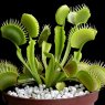 Dionaea muscipula (venus flytrap)