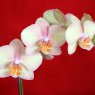Phalaenopsis Orchid on red
