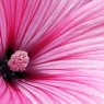 Annual Mallow flower closeup